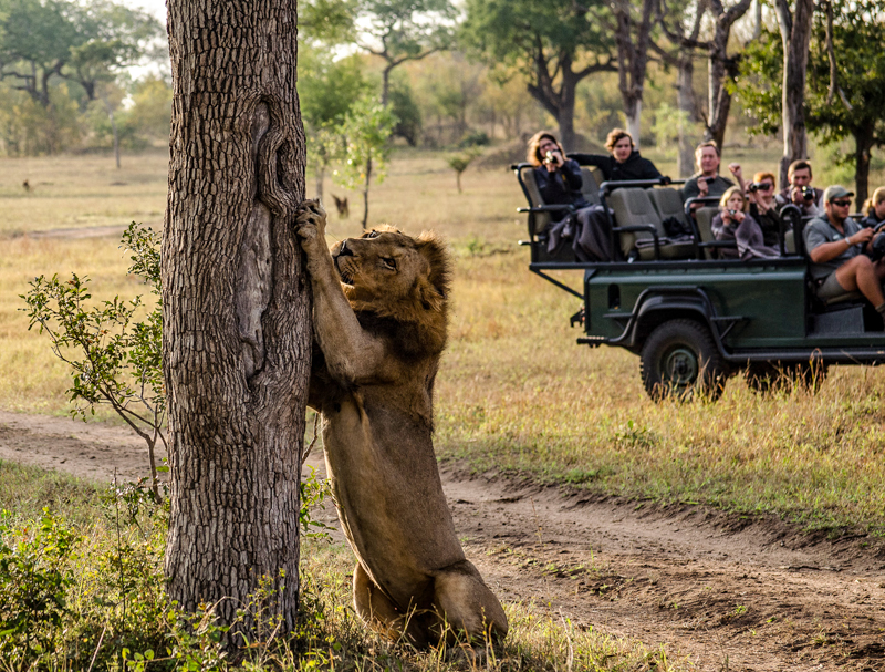Safari i Afrika med barnen