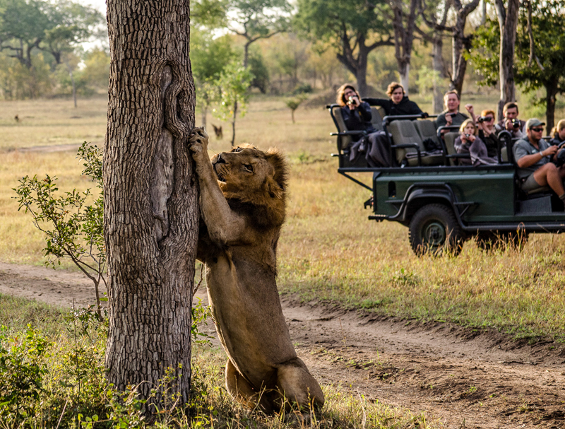 tips safari med barn